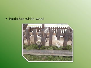 • Paula has white wool.
 