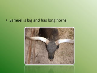 • Samuel is big and has long horns.
 