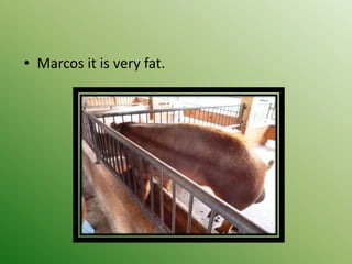 • Marcos it is very fat.
 