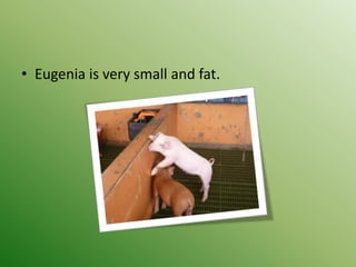• Eugenia is very small and fat.
 