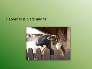 • Lorenzo is black and tall.
 