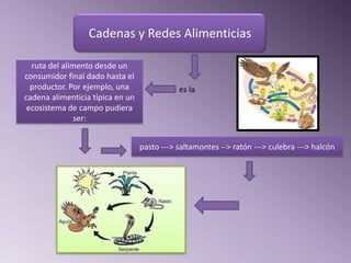 Cadenas y Redes Alimenticias

  ruta del alimento desde un
consumidor final dado hasta el
  productor. Por ejemplo, una                es la
cadena alimenticia típica en un
 ecosistema de campo pudiera
               ser:


                                  pasto ---> saltamontes --> ratón ---> culebra ---> halcón
 