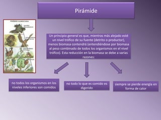 Pirámide


                        Un principio general es que, mientras más alejado esté
                           un nivel trófico de su fuente (detrito o productor),
                        menos biomasa contendrá (entendiéndose por biomasa
                        al peso combinado de todos los organismos en el nivel
                        trófico). Esta reducción en la biomasa se debe a varias
                                                 razones:




no todos los organismos en los      no todo lo que es comido es      siempre se pierde energía en
niveles inferiores son comidos                digerido                     forma de calor
 