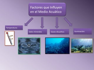 Factores que Influyen
                en el Medio Acuático



Temperatura:
               Sales minerales   Gases disueltos:   Iluminación:
 