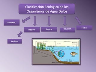 Clasificación Ecológica de los
                 Organismos de Agua Dulce

Plancton.

                                                     Seston.
                  Necton.     Bentos.     Neuston.




    Perifiton
 