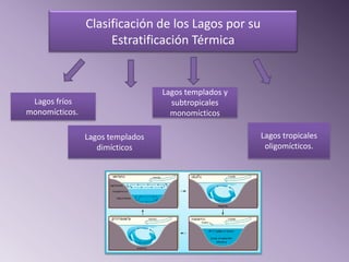 Clasificación de los Lagos por su
                     Estratificación Térmica


                                  Lagos templados y
 Lagos fríos                        subtropicales
monomícticos.                       monomícticos

                Lagos templados                       Lagos tropicales
                   dimícticos                          oligomícticos.
 