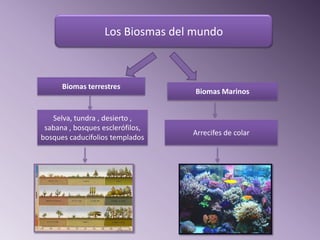 Los Biosmas del mundo



      Biomas terrestres
                                   Biomas Marinos


   Selva, tundra , desierto ,
 sabana , bosques esclerófilos,
                                  Arrecifes de colar
bosques caducifolios templados
 