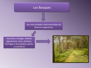 Los Bosques



                      son comunidades interconectadas de
                             diversos organismos



 bacterias y hongos, árboles
 gigantescos, aves, arbustos,
hormigas y escarabajos, peces,
        y mamíferos
 