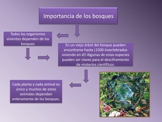 Importancia de los bosques

   Todos los organismos
vivientes dependen de los
         bosques                    En un viejo árbol del bosque pueden
                                   encontrarse hasta ¡1500 invertebrados
                                  viviendo en él! Algunas de estas especies
                                  pueden ser claves para el desciframiento
                                           de misterios científicos.



   Cada planta y cada animal es
     único y muchos de estos
       animales dependen
   enteramente de los bosques.
 