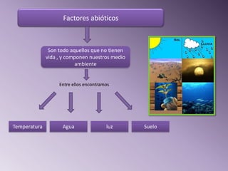 Factores abióticos



               Son todo aquellos que no tienen
              vida , y componen nuestros medio
                          ambiente


                   Entre ellos encontramos




Temperatura         Agua                luz      Suelo
 