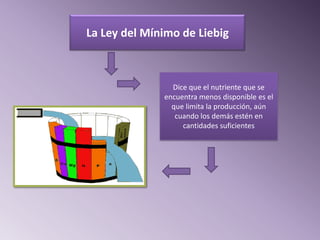 La Ley del Mínimo de Liebig



                Dice que el nutriente que se
              encuentra menos disponible es el
                que limita la producción, aún
                 cuando los demás estén en
                   cantidades suficientes
 