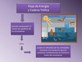 Flujo de Energía
                   y Cadena Trófica



permite comprender el
estado de equilibrio de
los ecosistemas




         Como

                          puede ser afectado por las actividades
                             humanas y la manera en que las
                          sustancias contaminantes se mueven a
                                  través del ecosistema.
 
