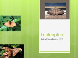 Lepidóptera
Luisa María Largo 11-2

 
