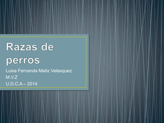 Luisa Fernanda Matiz Velasquez 
M.V.Z 
U.D.C.A – 2014 
 