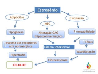 resposta aos receptores
alfa adrenérgicos
Estrogênio
Adipócitos
MEC
Circulação
Lipogênese Alteração GAG
(hiperpolimerização)
Permeabilidade
Fibroesclerose
CELULITE
Edema intersticial
Tônus
Vasodilatação
Hipertrofia
 
