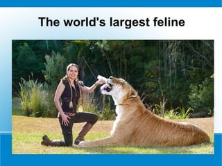 The world's largest feline
 