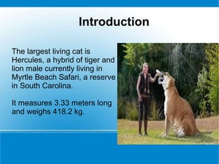 Introduction
The largest living cat is
Hercules, a hybrid of tiger and
lion male currently living in
Myrtle Beach Safari, a reserve
in South Carolina.
It measures 3.33 meters long
and weighs 418.2 kg.