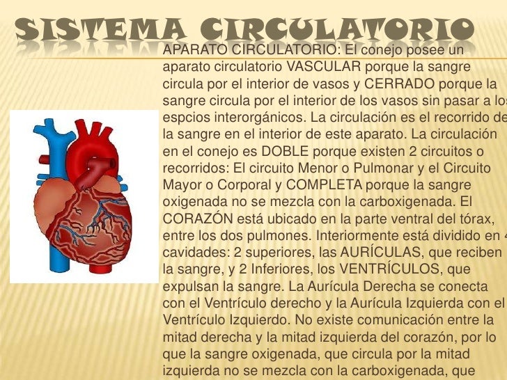 Luisa y valentina grado 4