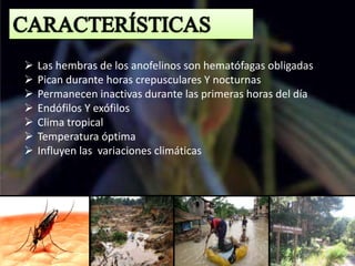  Las hembras de los anofelinos son hematófagas obligadas
 Pican durante horas crepusculares Y nocturnas
 Permanecen inactivas durante las primeras horas del día
 Endófilos Y exófilos
 Clima tropical
 Temperatura óptima
 Influyen las variaciones climáticas
 