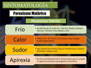 SINTOMATOLOGÍA
Paroxismo Malárico
Paroxismos Febriles
• Escalofríos de 15 a 60 min., Piel fría, Palidez Cutáneo-
Mucosa, Titiriteo, Pulso Rápido y finoFrío
• Fiebre: 39 – 41°C entre 2 a 6 horas, Pulso Amplio,
Puede Haber DelirioCalor
• Hay Sudoración Profusa, Baja la Temperatura a valores
Normales, Cefalea LeveSudor
• No hay manifestación de la Clínica hasta que se cumple
el siguiente período esquizogónico eritrocíticoApirexia
 