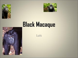 Black Macaque Luis 
