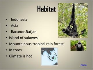 Habitat Indonesia Asia Bacanor,Batjan Island of sulawesi Mountainous tropical rain forest In trees Climate is hot home 