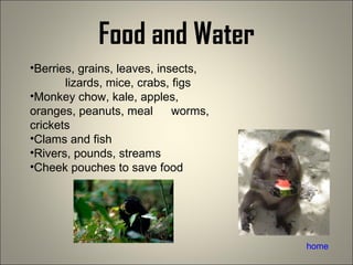 Food and Water home Berries, grains, leaves, insects,  lizards, mice, crabs, figs Monkey chow, kale, apples,  oranges, peanuts, meal  worms, crickets Clams and fish Rivers, pounds, streams Cheek pouches to save food  