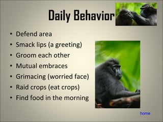 Daily Behavior Defend area Smack lips (a greeting) Groom each other Mutual embraces Grimacing (worried face) Raid crops (eat crops) Find food in the morning home 