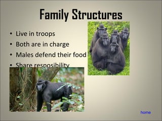 Family Structures Live in troops Both are in charge Males defend their food Share resposibility  home 
