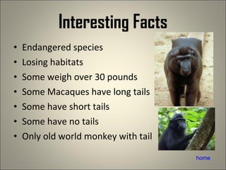 Interesting Facts Endangered species Losing habitats Some weigh over 30 pounds Some Macaques have long tails Some have short tails Some have no tails Only old world monkey with tail home 