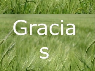 Gracia
  s
 