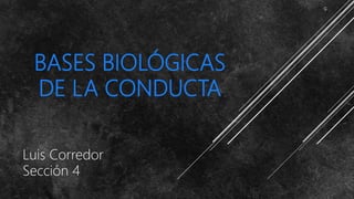 BASES BIOLÓGICAS
DE LA CONDUCTA
Luis Corredor
Sección 4
 