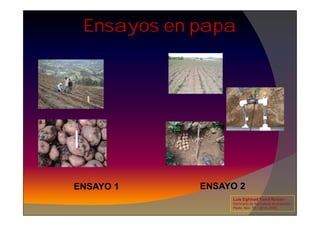 Ensayos en papa
ENSAYO 2
Luis Eghmad Yamil Rincón
Seminario de Agricultura de precisión.
Pasto, Nov. 19 – 20 de 2009.
ENSAYO 1
 