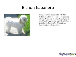 Bichon habanero
Excepcionalmente despierto, el Bichón
Habanero es fácil de educar como perro de
alarma. Afectuoso, de naturaleza alegre, es
amable, cálido, gracioso, juguetón e incluso un
poco bufón. Quiere a los chicos y juega
interminablemente con ellos.
 