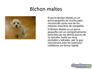 Bichon maltes
El perro Bichón Maltés es un
perro pequeño de mucho pelo,
reconocido como una de las
mejores mascotas de compañía.
El Bichón Maltés es un perro
pequeño con un comportamiento
parecido con los demás perros de
su tamaño. Suele ser muy
excitable y ladrador, por lo que
reaccionará ante los estímulos
cotidianos en forma rápida.
 