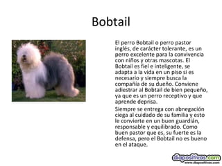 Bobtail
El perro Bobtail o perro pastor
inglés, de carácter tolerante, es un
perro excelente para la convivencia
con niños y otras mascotas. El
Bobtail es fiel e inteligente, se
adapta a la vida en un piso si es
necesario y siempre busca la
compañía de su dueño. Conviene
adiestrar al Bobtail de bien pequeño,
ya que es un perro receptivo y que
aprende deprisa.
Siempre se entrega con abnegación
ciega al cuidado de su familia y esto
le convierte en un buen guardián,
responsable y equilibrado. Como
buen pastor que es, su fuerte es la
defensa, pero el Bobtail no es bueno
en el ataque.
 