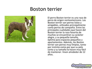 Boston terrier
El perro Boston terrier es una raza de
perro de origen norteamericano. Los
Boston terrier son perros listos y
amigables, utilizados principalmente
como perros de compañía. Entre las
principales cualidades que hacen del
Boston terrier la raza favorita de
muchos se encuentran su carácter
alegre, y su pequeño tamaño,
óptimo para espacios pequeños y
apartamentos. Además, los Boston
terrier son perros muy limpios, tanto
por instinto como por que su pelo
corto y su tamaño lo hacen muy fácil
de mantener. Viven alrededor de 12
años.
 