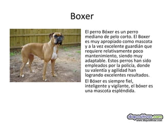 Boxer
El perro Bóxer es un perro
mediano de pelo corto. El Boxer
es muy apropiado como mascota
y a la vez excelente guardián que
requiere relativamente poco
mantenimiento, siendo muy
adaptable. Estos perros han sido
empleados por la policía, donde
su valentía y agilidad han
logrando excelentes resultados.
El Bóxer es siempre fiel,
inteligente y vigilante, el bóxer es
una mascota espléndida.
 