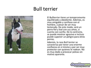 Bull terrier
El Bullterrier tiene un temperamento
equilibrado y obediente. Además, es
muy amigable y cariñoso con el
hombre, a pesar de ser muy
testarudo. De este modo, será un
perro fiel y leal con sus amos, si
cuenta con cariño. De lo contrario,
se puede mostrar agresivo e incluso
puede suponer un peligro para otros
perros.
Además, la raza Bull terrier se
caracteriza por tener una enorme
confianza en sí mismo y por ser muy
protector con quienes le rodean. No
es muy dado a provocar peleas sin
motivo aparente.
 