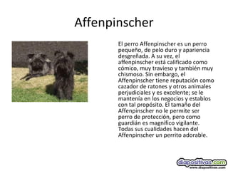 Affenpinscher
El perro Affenpinscher es un perro
pequeño, de pelo duro y apariencia
desgreñada. A su vez, el
affenpinscher está calificado como
cómico, muy travieso y también muy
chismoso. Sin embargo, el
Affenpinscher tiene reputación como
cazador de ratones y otros animales
perjudiciales y es excelente; se le
mantenía en los negocios y establos
con tal propósito. El tamaño del
Affenpinscher no le permite ser
perro de protección, pero como
guardián es magnífico vigilante.
Todas sus cualidades hacen del
Affenpinscher un perrito adorable.
 