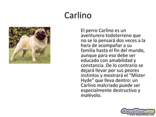 Carlino
El perro Carlino es un
aventurero todoterreno que
no se lo pensará dos veces a la
hora de acompañar a su
familia hasta el fin del mundo,
aunque para eso debe ser
educado con amabilidad y
constancia. De lo contrario se
dejará llevar por sus peores
instintos y mostrará el “Míster
Hyde” que lleva dentro: un
Carlino malcriado puede ser
especialmente destructivo y
malévolo.
 