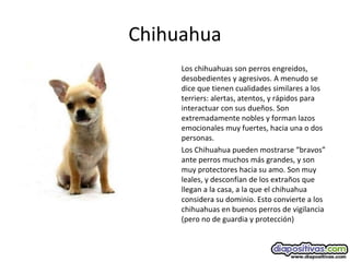Chihuahua
Los chihuahuas son perros engreidos,
desobedientes y agresivos. A menudo se
dice que tienen cualidades similares a los
terriers: alertas, atentos, y rápidos para
interactuar con sus dueños. Son
extremadamente nobles y forman lazos
emocionales muy fuertes, hacia una o dos
personas.
Los Chihuahua pueden mostrarse “bravos”
ante perros muchos más grandes, y son
muy protectores hacia su amo. Son muy
leales, y desconfían de los extraños que
llegan a la casa, a la que el chihuahua
considera su dominio. Esto convierte a los
chihuahuas en buenos perros de vigilancia
(pero no de guardia y protección)
 