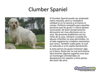 Clumber Spaniel
El Clumber Spaniel puede ser empleado
como mascota, pero su verdadera
utilidad es en la cacería o al menos el
campo. Perfecta compañía para aquellas
personas que les gusta ir a darse paseos
caminando. De buen temperamento
demuestra ser muy afectuoso con su
amo. No presenta problemas con los
niños de la casa, siempre y cuando los
abusos infantiles no sean permitidos. En
el lado negativo los criadores mencionan
que ronca. También suelta pelo, lo cual
es reducido si se le cepilla diariamente.
A estos perros les gusta mantener algo
en la boca. Razón por la cual sería buena
idea tenerles algunos juguetes cosa que
se mantengan entretenidos sin
desaparecer los zapatos u otras piezas
del vestir del amo.
 