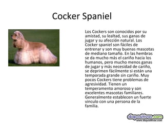 Cocker Spaniel
Los Cockers son conocidos por su
amistad, su lealtad, sus ganas de
jugar y su afección natural. Los
Cocker spaniel son fáciles de
entrenar y son muy buenas mascotas
de mediano tamaño. En las hembras
se da mucho más el cariño hacia los
humanos, pero mucho menos ganas
de jugar y más necesidad de cariño,
se deprimen fácilmente si están una
temporada grande sin cariño. Muy
pocos Cockers tiene problemas de
agresividad. Tienen un
temperamento amoroso y son
excelentes mascotas familiares.
Generalmente establecen un fuerte
vinculo con una persona de la
familia.
 