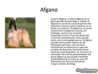 Afgano
El perro Afgano, o Lebrel Afgano, es un
perro grande de pelo largo y sedoso. El
afgano es una de las razas de perros más
atractivas y bonita, pero su belleza no se
limita a su exterior. El afgano es un perro
sumamente inteligente y astuto, sin
embargo, camina con un porte
majestuoso como si fuera el dueño del
círculo de competencias. Pero cuando
corre, corre como galgo que es. El afgano
cuando corre puede superar los 60
kilómetros por hora, y en terrenos
montañosos no tiene par.Es capaz de
cambiar de dirección, haciendo cortes
hasta de noventa grados, sin aminorar la
velocidad. Otra de las peculiaridades del
perro afgano es que puede mantener
indefinidamente un trote de unos 20
kilómetros por hora sin demostrar
ningún síntoma de fatiga.
 