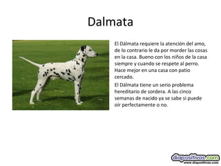 Dalmata
El Dálmata requiere la atención del amo,
de lo contrario le da por morder las cosas
en la casa. Bueno con los niños de la casa
siempre y cuando se respete al perro.
Hace mejor en una casa con patio
cercado.
El Dálmata tiene un serio problema
hereditario de sordera. A las cinco
semanas de nacido ya se sabe si puede
oír perfectamente o no.
 
