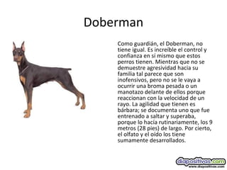 Doberman
Como guardián, el Doberman, no
tiene igual. Es increíble el control y
confianza en sí mismo que estos
perros tienen. Mientras que no se
demuestre agresividad hacia su
familia tal parece que son
inofensivos, pero no se le vaya a
ocurrir una broma pesada o un
manotazo delante de ellos porque
reaccionan con la velocidad de un
rayo. La agilidad que tienen es
bárbara; se documenta uno que fue
entrenado a saltar y superaba,
porque lo hacía rutinariamente, los 9
metros (28 pies) de largo. Por cierto,
el olfato y el oído los tiene
sumamente desarrollados.
 