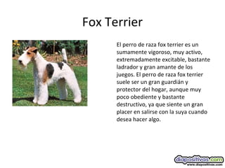 Fox Terrier
El perro de raza fox terrier es un
sumamente vigoroso, muy activo,
extremadamente excitable, bastante
ladrador y gran amante de los
juegos. El perro de raza fox terrier
suele ser un gran guardián y
protector del hogar, aunque muy
poco obediente y bastante
destructivo, ya que siente un gran
placer en salirse con la suya cuando
desea hacer algo.
 