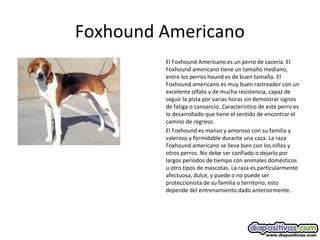 Foxhound Americano
El Foxhound Americano es un perro de cacería. El
Foxhound americano tiene un tamaño mediano,
entre los perros hound es de buen tamaño. El
Foxhound americano es muy buen rastreador con un
excelente olfato y de mucha resistencia, capaz de
seguir la pista por varias horas sin demostrar signos
de fatiga o cansancio. Característico de este perro es
lo desarrollado que tiene el sentido de encontrar el
camino de regreso.
El Foxhound es manso y amoroso con su familia y
valeroso y formidable durante una caza. La raza
Foxhound americano se lleva bien con los niños y
otros perros. No debe ser confiado o dejarlo por
largos períodos de tiempo con animales domésticos
u otro tipos de mascotas. La raza es particularmente
afectuosa, dulce, y puede o no puede ser
proteccionista de su familia o territorio; esto
depende del entrenamiento dado anteriormente.
 