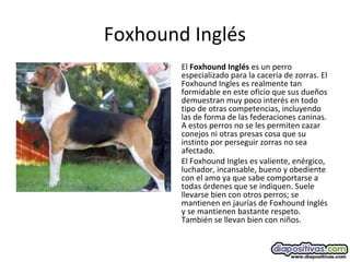 Foxhound Inglés
El Foxhound Inglés es un perro
especializado para la cacería de zorras. El
Foxhound Ingles es realmente tan
formidable en este oficio que sus dueños
demuestran muy poco interés en todo
tipo de otras competencias, incluyendo
las de forma de las federaciones caninas.
A estos perros no se les permiten cazar
conejos ni otras presas cosa que su
instinto por perseguir zorras no sea
afectado.
El Foxhound Ingles es valiente, enérgico,
luchador, incansable, bueno y obediente
con el amo ya que sabe comportarse a
todas órdenes que se indiquen. Suele
llevarse bien con otros perros; se
mantienen en jaurías de Foxhound Inglés
y se mantienen bastante respeto.
También se llevan bien con niños.
 